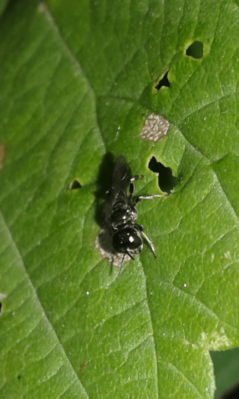 Crabronidae : Crossocerus sp.?  S